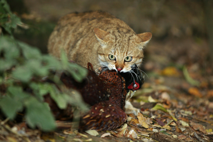В Польше признали кошек опасным для экосистемы видом. Разбираемся, что ученые имели в виду
