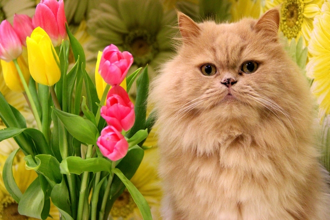 Рыжие коты в Международный день котов 1 марта