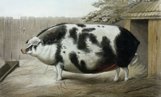 Почему в XIX веке фермеры заказывали парадные портреты своих толстых коров, свиней и овец