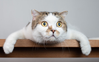 Если бы кошки носили колготки: 25 невероятно смешных фото питомцев, которых решили приодеть