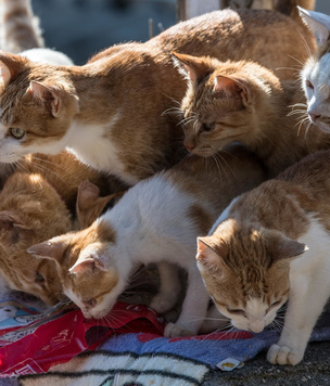 Удивительная и печальная история Острова кошек