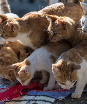Удивительная и печальная история Острова кошек