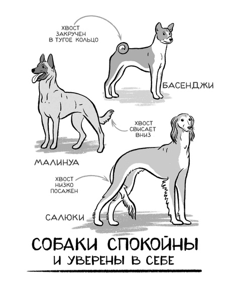 Как понять собаку: 4 тайных жеста, которые делает каждый пес