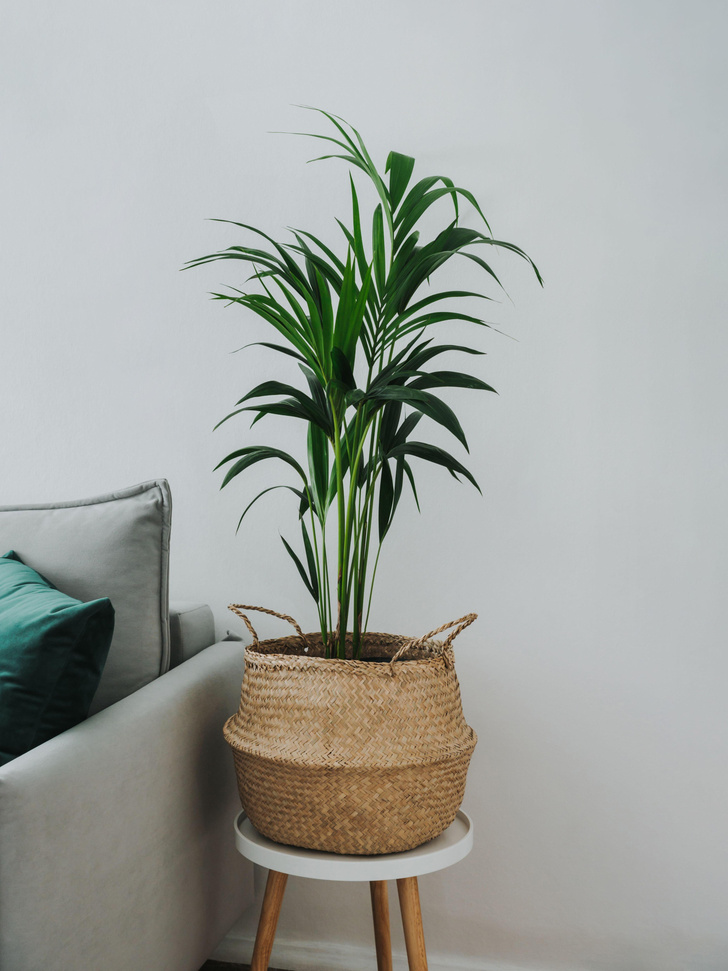 Сделают квартиру стильной и яркой: 10 крупных комнатных растений, которые почти не требуют ухода