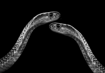 «Ах, кровопивец, ах, аспид!»: 10 самых опасных змей планеты