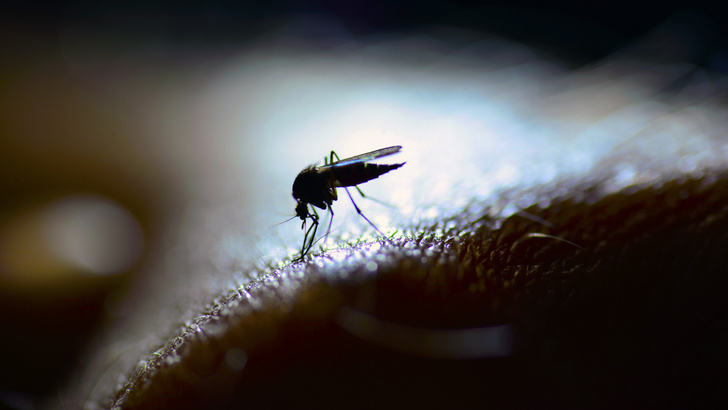 Комары: кого кусают, что помогает от них, как избавиться от комаров