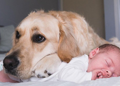 Огромный пес опекает младенца с рождения: 20 милейших фото, от которых наворачиваются слезы