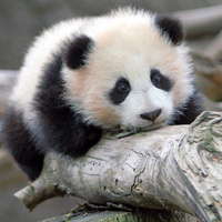 Аватарка Panda