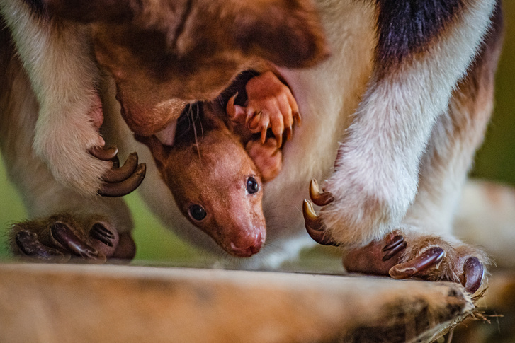 Пока никак не зовут: посмотрите на детеныша древесного кенгуру, который впервые выглянул из сумки мамы