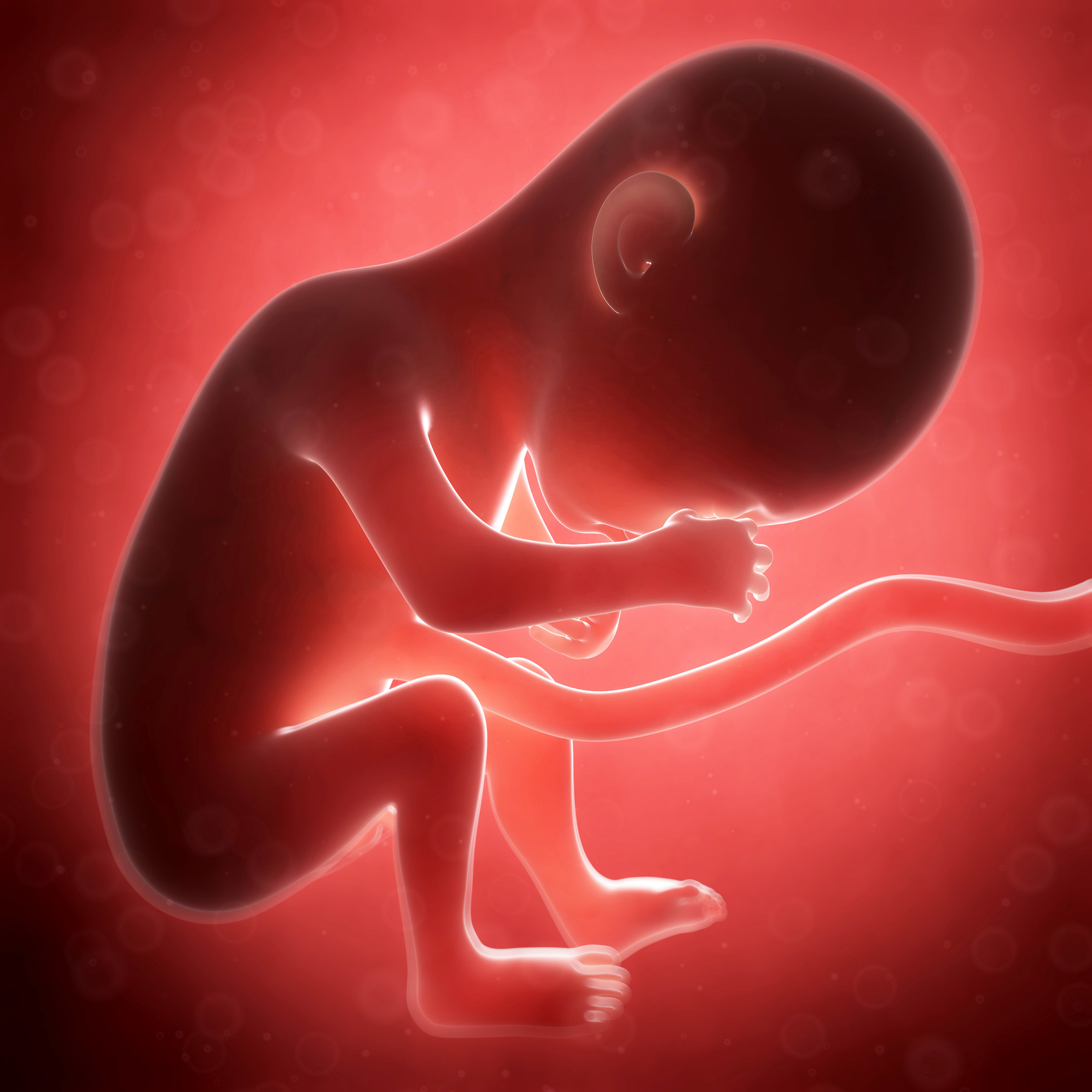 Зародыш человека для детей