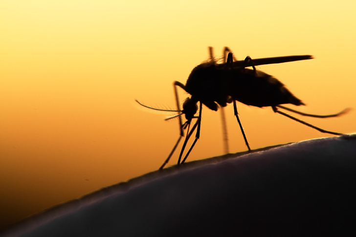 Нет времени на поиск нового: почему лекарство от рака решено использовать для борьбы с малярией