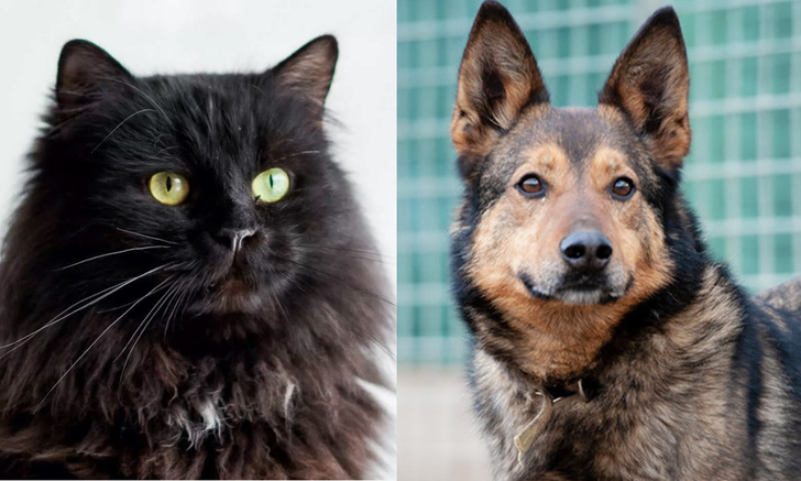 Котопёс недели: кот Сникерс и пёс Моби