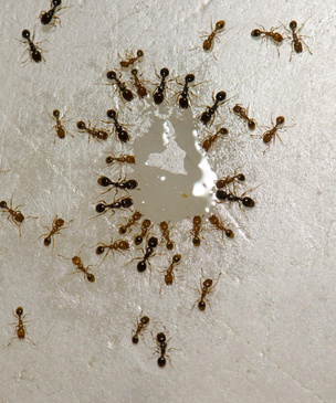 Им здесь не место: как избавиться от муравьев в квартире раз и навсегда