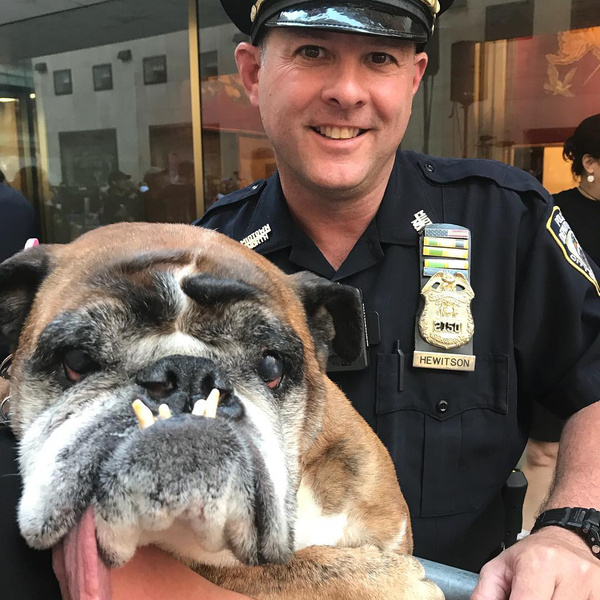 Самая страшная собака в мире