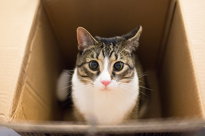 Почему кошки так любят коробки? Этому есть научное объяснение | PSYCHOLOGIES