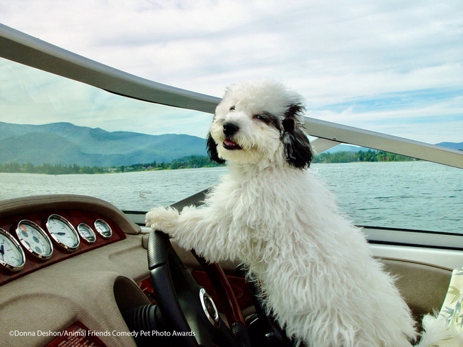 Источник: Donna Deshon / Comedypetphoto.com