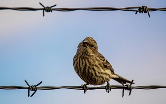 Кто изобрел колючую проволоку?