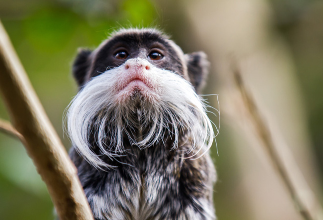 Самые милые животные фото