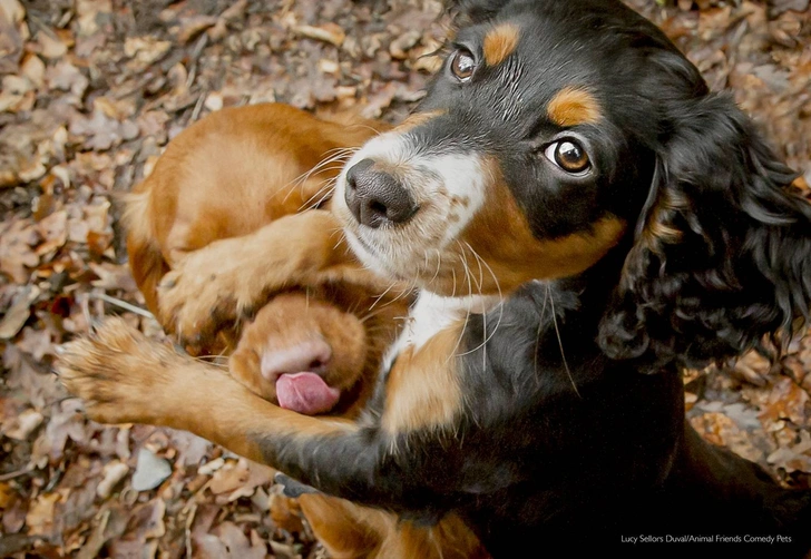 Самые смешные фотографии домашних животных за всю историю конкурса Comedy Pet Photography Awards. Часть II | Источник: Comedy Pet Photography Awards