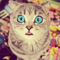 Аватарка strawberry fields