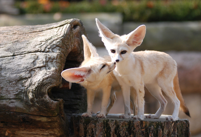 Самые милые животные фото