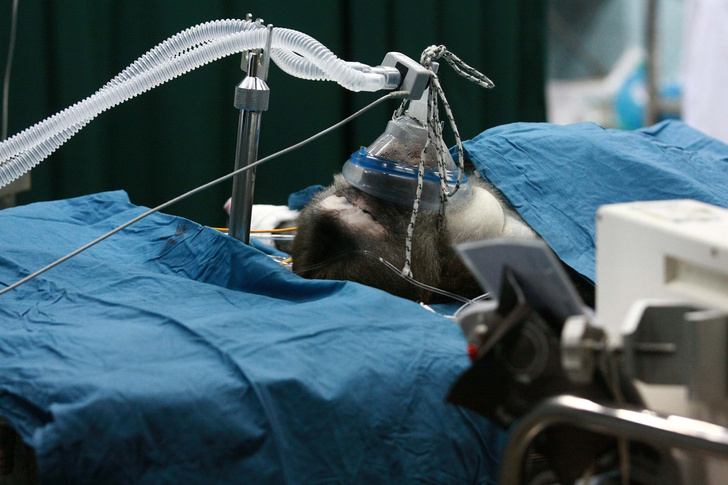 Английский пациент: медики нашли один случай успешного лечения человека с обезьяньей оспой