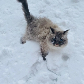 Снегопад в Москве, прогноз погоды на завтра, на неделю