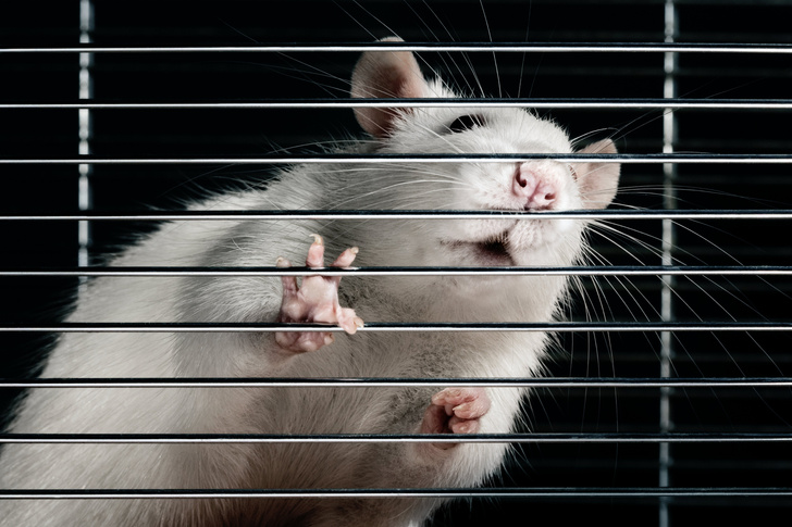 сколько живут домашние крысы