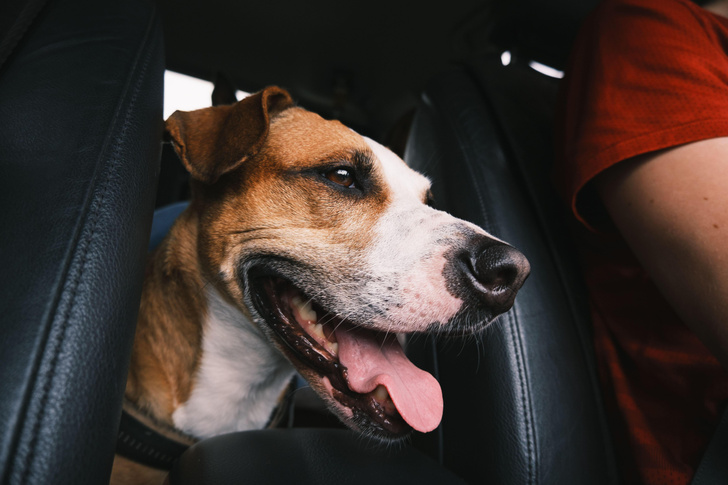 Как перевозить собаку в авто
