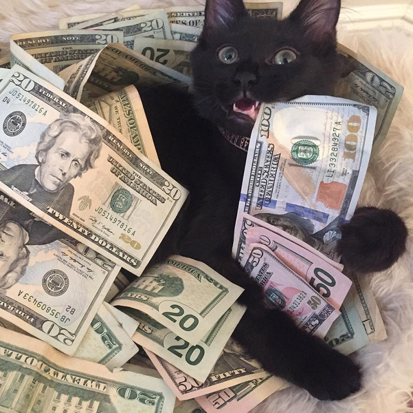 Инстаграм (запрещенная в России экстремистская организация) дня: умиляемся и завидуем богатым котикам