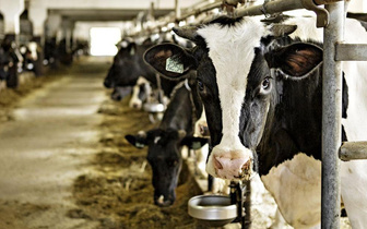 Умри все живое: как пастеризация и другие методы обработки делают молоко безопасным