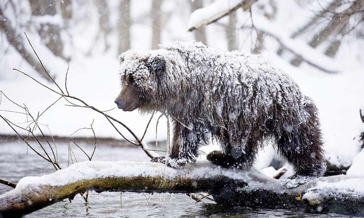 Косолапая жизнь: как фотографам удается снимать бурых медведей в естественной среде обитания