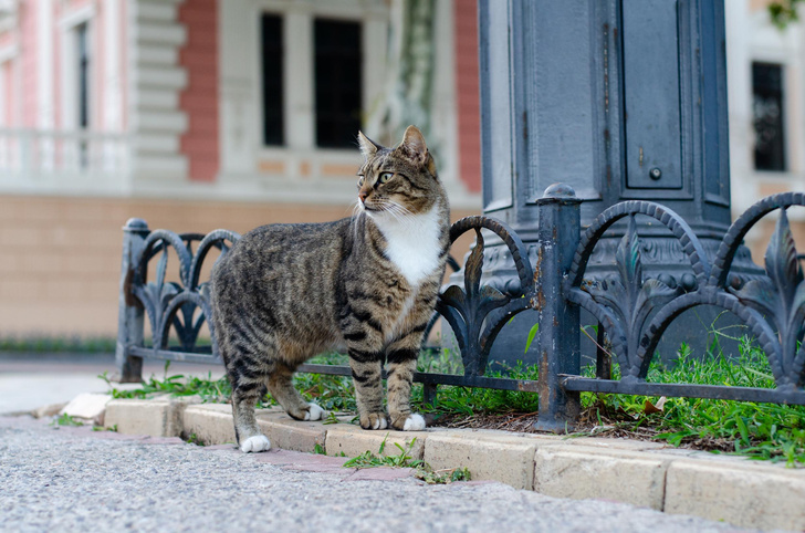 Приметы и суеверия про кошек: раньше об этом знали все