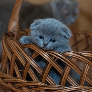 Тест-рулетка: Котики подскажут, какими будут твои новые отношения 😍