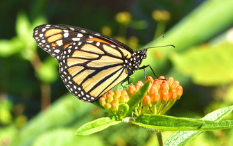 Цена токсичности: как бабочка-монарх расплачивается за свое главное оружие