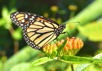 Цена токсичности: как бабочка-монарх расплачивается за свое главное оружие