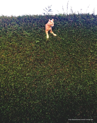 Источник: Comedy Pet Photography Awards