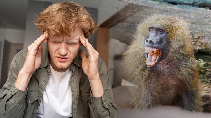 Врачи назвали 6 ранних симптомов оспы обезьян