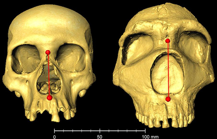 Спасибо неандертальцам: названа часть тела, которую предки подарили нам для выживания в Европе