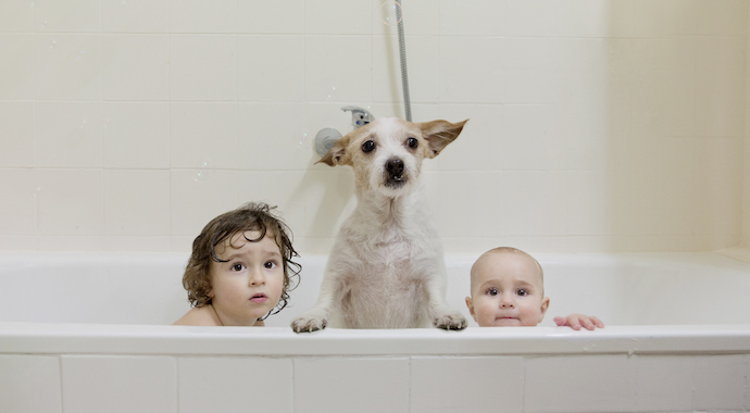 4 «детских» проблемы собачьего поведения