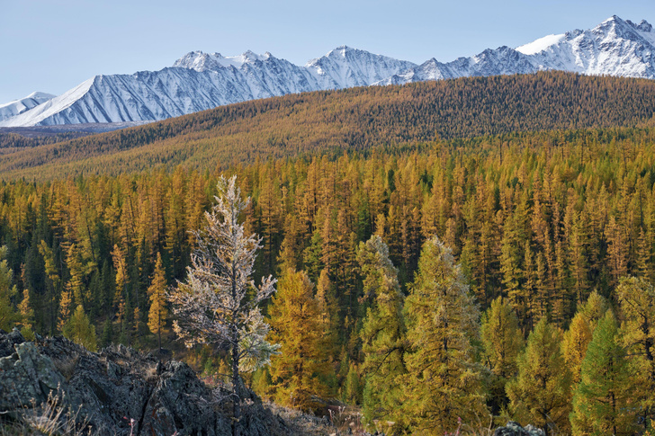 Хвойные и лиственные: 7 самых распространенных деревьев России