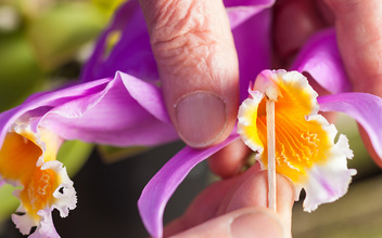 Орхидеи: прекрасные мошенницы