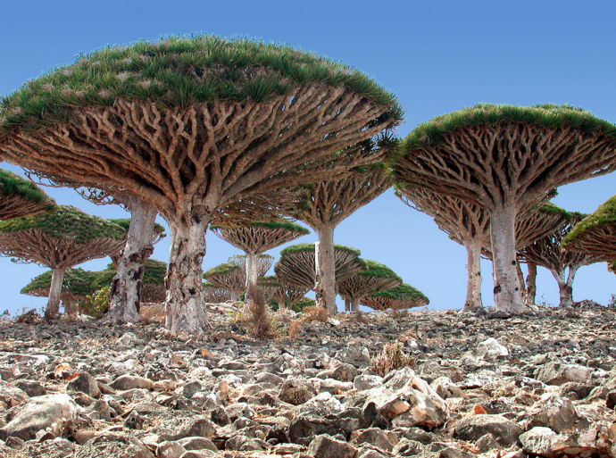 Драконовые деревья, Архипелаг Сокотра, Йемен