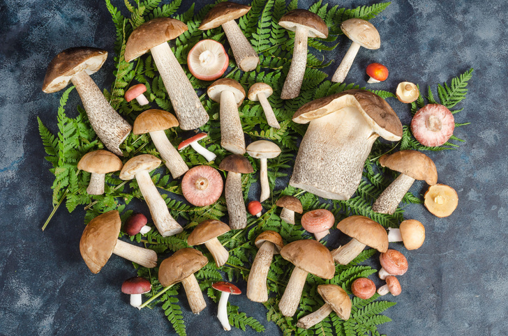 Грибной атлас: где искать съедобные грибы в России и как их хранить