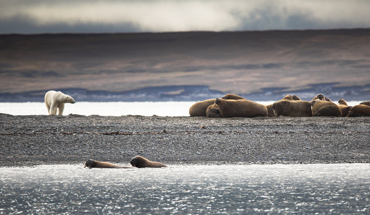 Фото №8 - Хозяин Арктики: 10 самых неожиданных фактов о белом медведе
