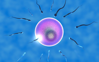 Мужчины во всем мире растеряли больше 50% сперматозоидов. Ученые не понимают, почему