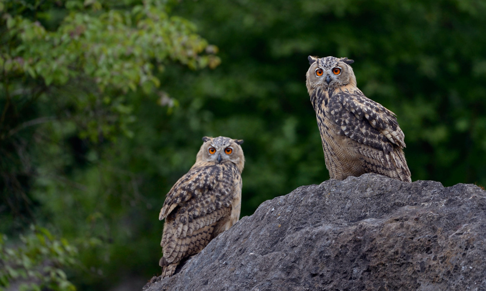 Считать сов. Ralf Kistowski Owls. Есть ли Совы в Воронежской области. Может ли Сова летать днем.