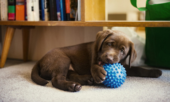 Резиновый мячик и еще 3 вида игрушек, которые опасны для собак
