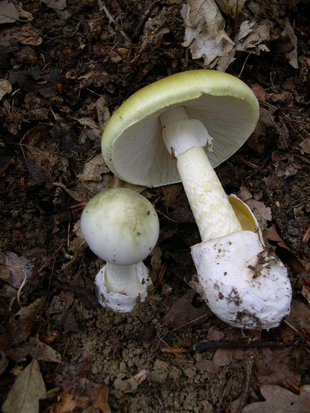 7 реальных грибов, которые опаснее кордицепсных зомби из сериала «Последние из нас»