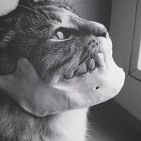 Аватарка Catcus